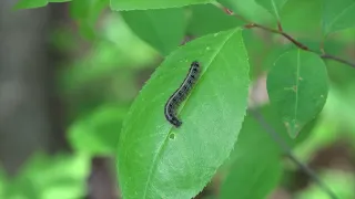 How to Identify Native Woody Plants