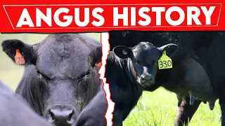 ⭕ Aberdeen ANGUS Cattle History ✅ Every Breed In The World || Angus Bull / Biggest Bulls