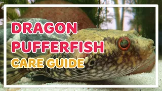 DRAGON PUFFER FISH CARE GUIDE |  PAO PALEMBANGENSIS