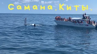 TRAVEL#9 - В океане с китами и дельфинами / экскурсия залив Самана и остров Бакарди, Доминикана