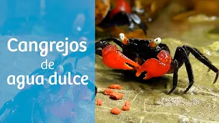 CANGREJOS de agua DULCE 🦀