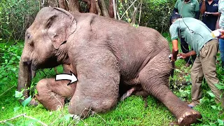 Gunshot injury made the elephant limp with painful abscess, kind veterinarians were there to treat