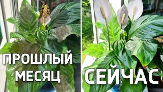 СПАТИФИЛЛУМ НЕ УЗНАТЬ - просто попробуйте такой способ полива!