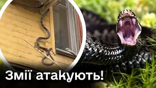 🐍 В Україні все частіше фіксують випадки укусів змій! Чого категорично не можна робити?