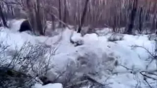 Russian Hunting Dog Vs Black Bear