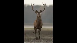 Roe deer on the fisherman club field