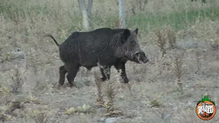 TOP 50 DOMUZ AVI EN İYİ SAHNELER- TOP 50 AMAZING WILD BOAR HUNTS  #istanbulsilah #monza #impalaplus