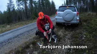 Älg jakt i Björnkälen Västerbotten