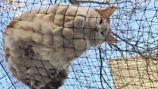 Funny and Weird Sleeping Positions of Our Outdoor Cats