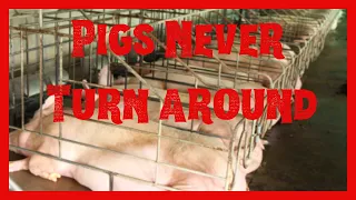 Industrial Pig Farming, Toxic Food.