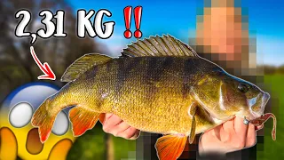 FISH OF A LIFETIME - 2,31 kg 52 cm GIANT PERCH FROM SHORE  | Team Galant