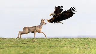 How Eagle Attack Deer