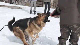 Немецкая овчарка Парис Фасхаль защищает хозяина!