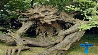 World’s Top 10  Oldest Trees