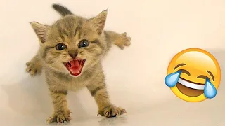 New Funny Animals 2023 😅 Funniest Cats and Dogs 😹🐶 Part 38