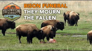 Bison Funeral - They Mourn The Fallen - Yellowstone National Park - Yellowstone Wolves