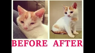 29 Before And After adoption Photos Show What Love Does To Cats