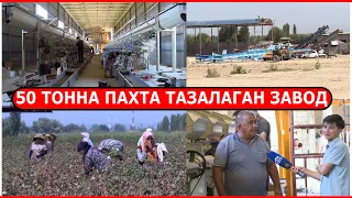 ОШТО КҮНҮНӨ 50 МИҢ ТОННА ПАХТА ТАЗАЛАГАН ЗАВОД ИШКЕ КИРЕТ// ПАХТА ЖЫЙНОО БАШТАЛДЫ