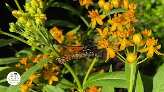 Butterfly Drinking Nectar