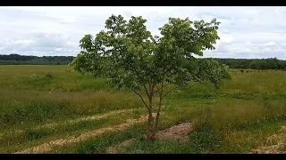 Выращивание Черного Ореха (black walnut) в Тверской области.