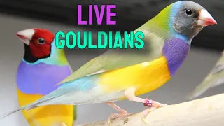 6 Hours of Stunning Lady Gouldian Finches feeding and Chirping with Canaries and budgies