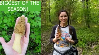 Morel Mushroom Hunting: BIG YELLOWS!!