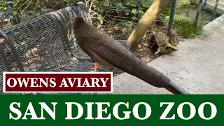 Owens Aviary at the San Diego Zoo 4K with Natural Aviary Sounds