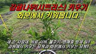 화분으로 키우는 감귤나무 묘목!! 지금까지 진행과정, 비료, 물주기, 병해충...화분재배!!