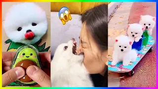 Tik Tok Chó Phốc Sóc Mini 😍 New Funny and Cute Pomeranian 🐕 #457