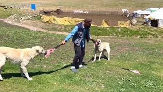 KÖPEKLERİN ET ZİYAFETİ - DİŞİ VE ERKEK KUZULARI AYIRDIK