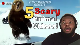 5 Scariest Animal Encounter Videos (REACTION) #chills #animals #scaryanimals 😳🐻