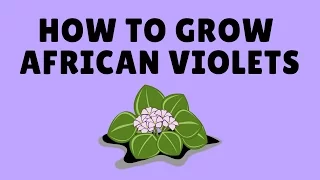 How to Grow African Violets From Cuttings