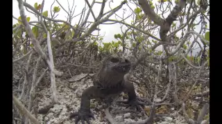 Очень дикие животные Галапагосских островов!