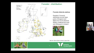 The Forester Moth - ID and Survey Workshop | Butterfly Conservation