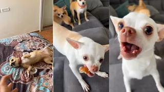 MREVIATAR TIKTOK COMPILATION CHIHUAHUA | Niki the angry chihuahua dog | #chihuahua #mreviatar