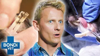 Vet Removes Bunny's Shockingly HUGE "Rhino" Teeth 🐰 😦 | Bondi Vet Clips | Bondi Vet