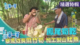 台灣第一等【現砍巨麻竹筍 醃製醬筍／古法發酵「山魷魚 鳳尾筍乾」】 _精選特輯