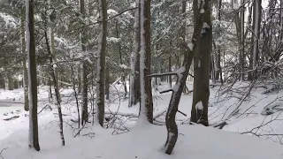 Walk in the Woods|Quebec,Canada| Boots crunching in the snow|Wind|-17C