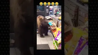 Bear enters store😂 #shorts