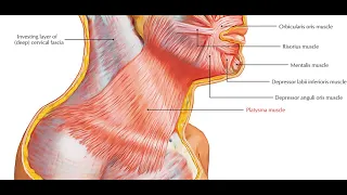 Two Minutes of Anatomy: Platysma Muscle