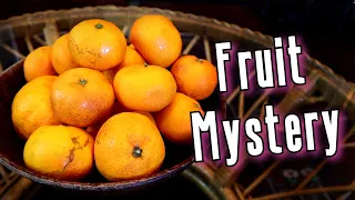 SATSUMA - The Incredible History Behind New Orleans' Favorite Fruit - Weird Fruit Explorer