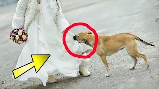 Die Frau versteckte eine Bombe unter ihrem Kleid! Nur der Hund verspürte!