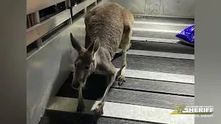 Florida Sheriff's Deputies called when kangaroo gets trapped at pool