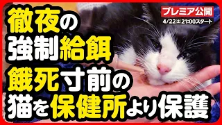 【衰弱】4日間何も食べていない...餓死寸前の猫を保健所より緊急レスキューしました