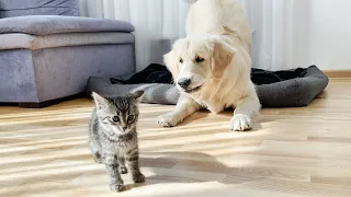 Golden Retriever Confused by Tiny Kitten (So Funny!!)