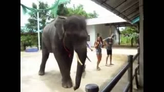 Танец слона. Dancing elephant.