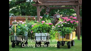 My Hydrangeas are Driving to the Front