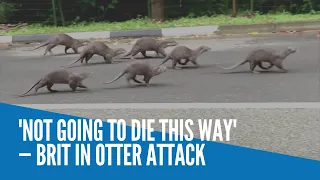 'Not going to die this way' — Brit in otter attack
