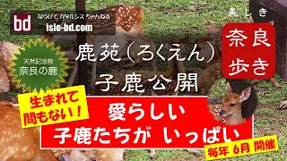 【奈良公園】子鹿誕生の季節　「生まれて間もない子鹿たち いっぱい」＠鹿苑