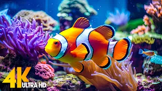 Aquarium 4K VIDEO (ULTRA HD) 🐠 Beautiful Coral Reef Fish - Relaxing Sleep Meditation Music #74